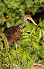 Limpkin