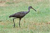 Limpkin