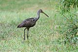 Limpkin