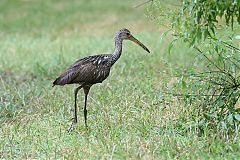 Limpkin