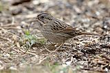 Lincoln's Sparrowborder=