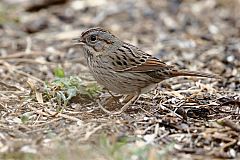 Lincoln's Sparrow