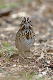 Lincoln's Sparrow