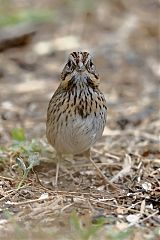 Lincoln's Sparrow