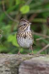 Lincoln's Sparrow