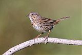 Lincoln's Sparrow