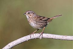 Lincoln's Sparrow