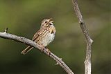 Lincoln's Sparrowborder=