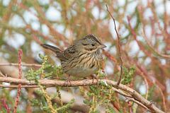 Lincoln's Sparrow