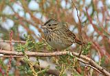 Lincoln's Sparrow