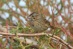 Lincoln's Sparrow