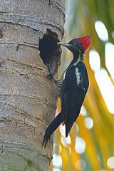 Lineated Woodpecker