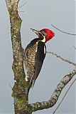 Lineated Woodpecker