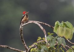 Lineated Woodpecker