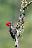 Lineated Woodpecker