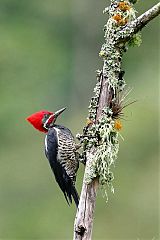 Lineated Woodpecker