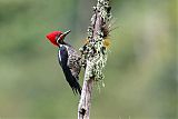 Lineated Woodpecker