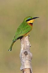 Little Bee-eater