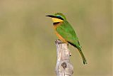 Little Bee-eater