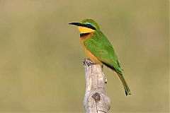 Little Bee-eater