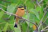 Little Bee-eater