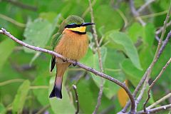 Little Bee-eater