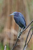 Little Blue Heron