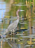 Little Blue Heron