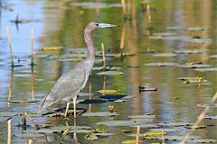 Little Blue Heron