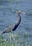 Little Blue Heron