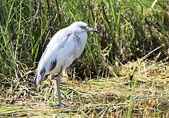 Little Blue Heron