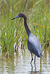 Little Blue Heron