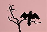 Little Cormorantborder=
