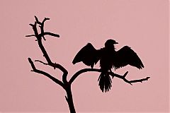 Little Cormorant
