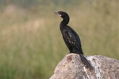 Little Cormorant