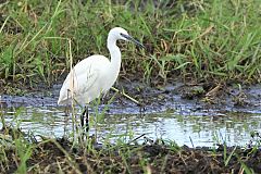 Little Egret