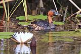 Little Grebe