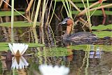 Little Grebe