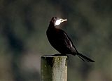 Little Pied Cormorant