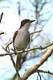 Loggerhead Kingbirdborder=