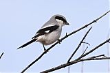 Loggerhead Shrike