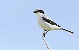 Loggerhead Shrike