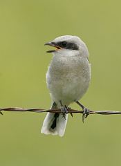 Loggerhead Shrike