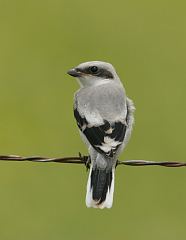 Loggerhead Shrike