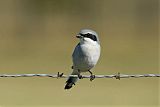 Loggerhead Shrike