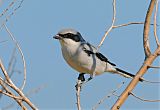 Loggerhead Shrike