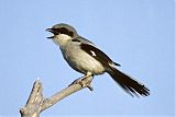 Loggerhead Shrike