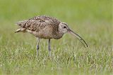 Long-billed Curlew