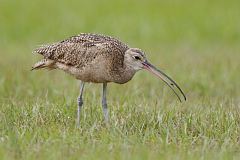 Long-billed Curlew