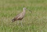 Long-billed Curlew